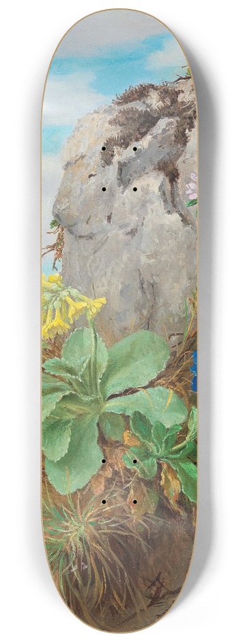 Anna Stainer-Knittel - Alpine Flowers 8.25 inch art skate deck