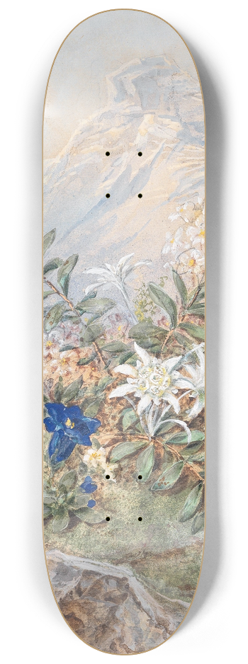 Anna Stainer-Knittel - Enzian und Edelweiss 8.25 inch art skate deck