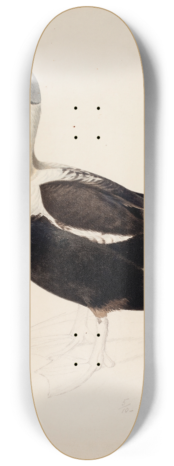 Magnus Von Wright - King Eider ; Unfinished 8.25 inch art skate deck