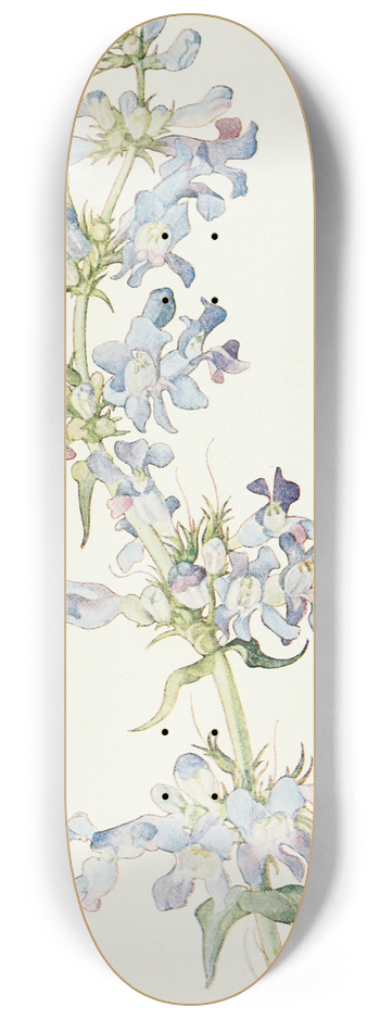 Margaret Armstrong - Penstemon cyananthus 8.25 inch art skate deck