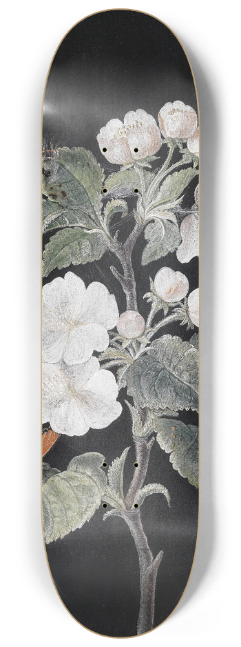 Margaretha Barbara Dietzsch - Apfelblten 8.25 inch art skate deck