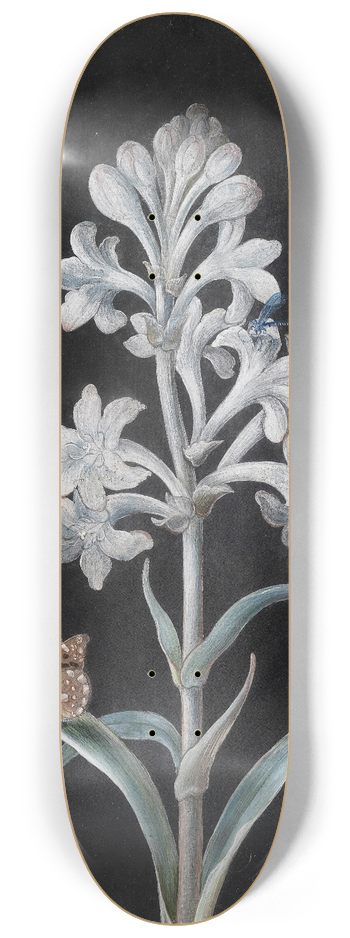 Margaretha Barbara Dietzsch - Weie Hyacinthe 8.25 inch art skate deck