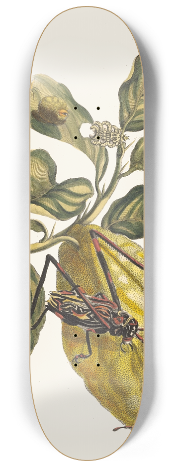 Maria Sibylla Merian - Citronier 8.25 inch art skate deck