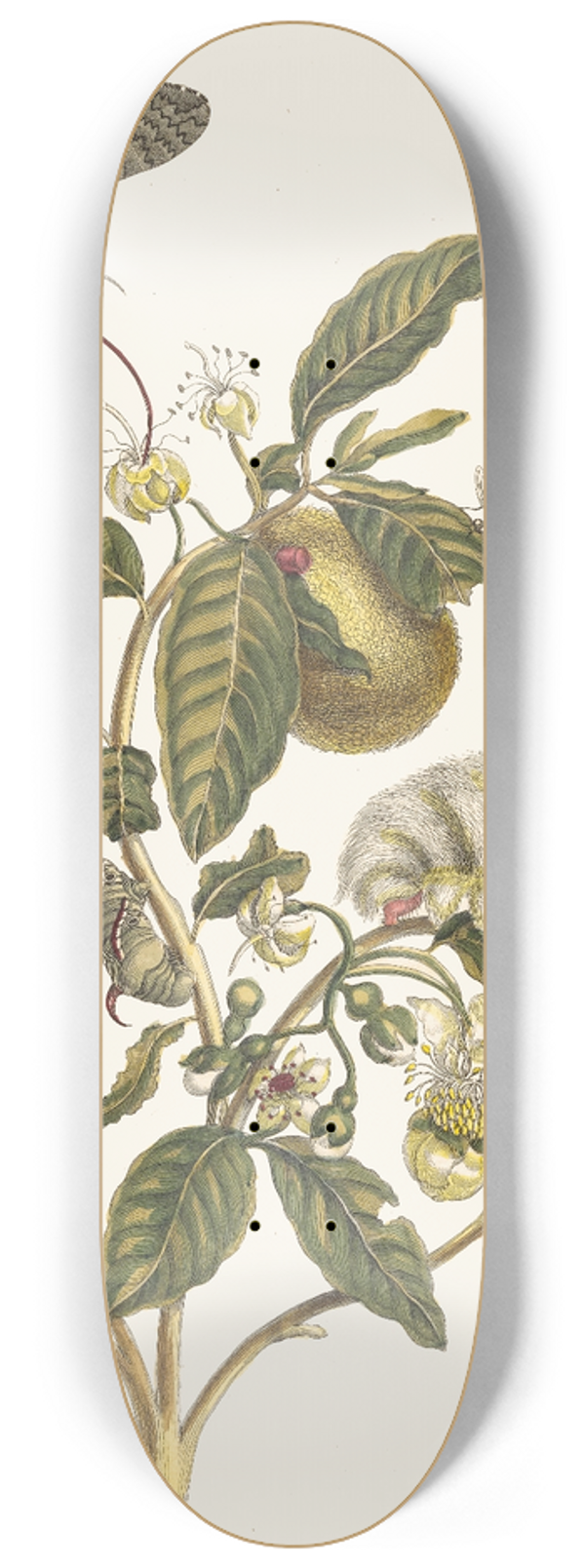 Maria Sibylla Merian - Guajare 8.25 inch art skate deck