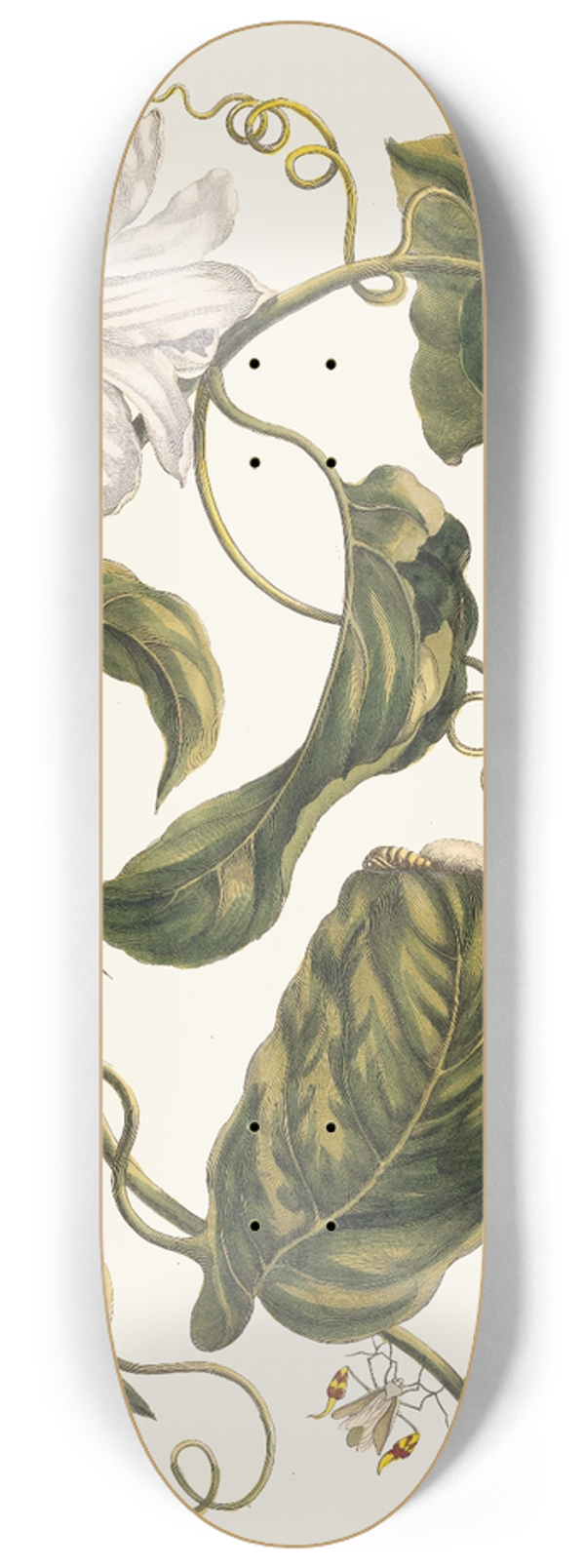 Maria Sibylla Merian - Marquiaas 8.25 inch art skate deck