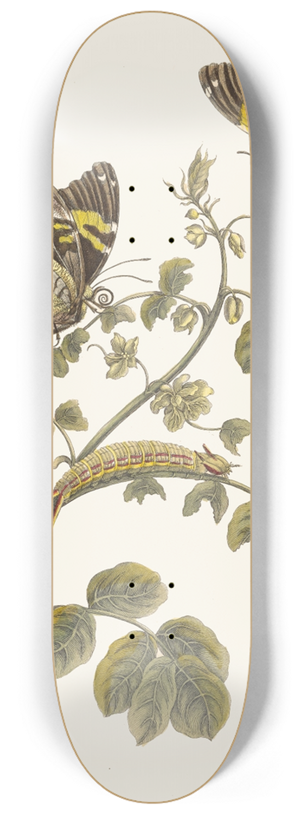 Maria Sibylla Merian - Slaaperljes 8.25 inch art skate deck