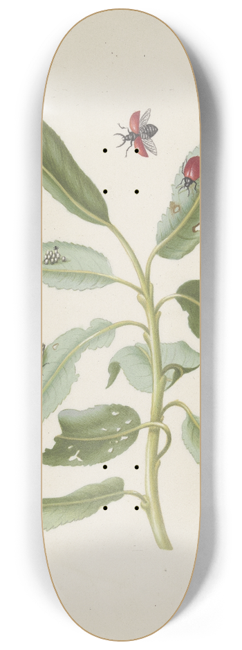 Maria Sibylla Merian - Willow leaves with poplar leaf beetle, eggs and larvae 8.25 inch art skate deck