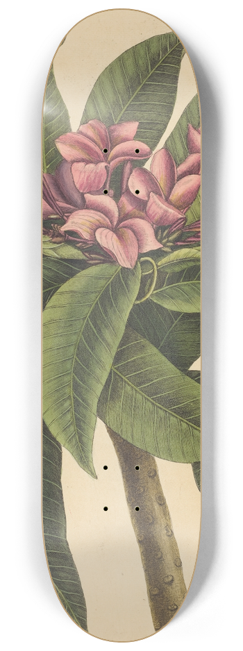 Mark Catesby - Red Frangipanni (Plumeria rubra) 8.25 inch art skate deck