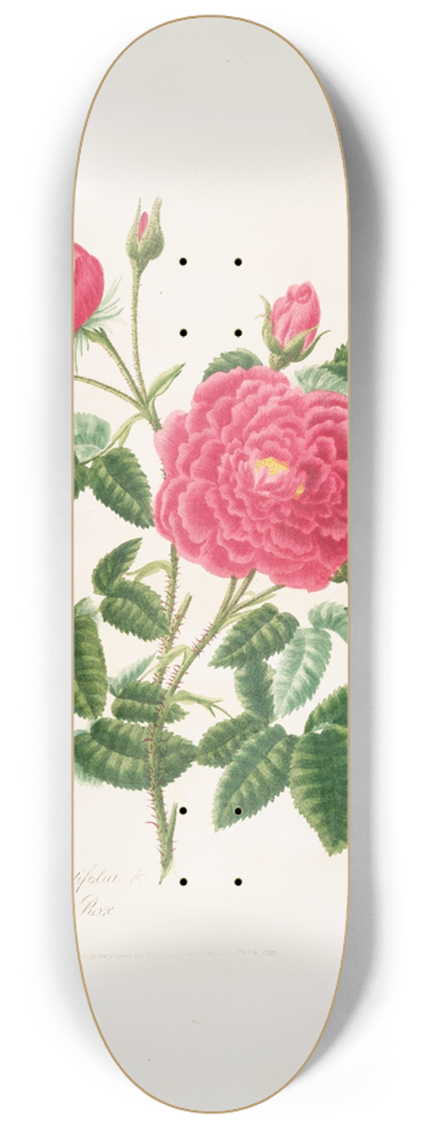 Mary Lawrance - Rosa centifolia2 8.25 inch art skate deck
