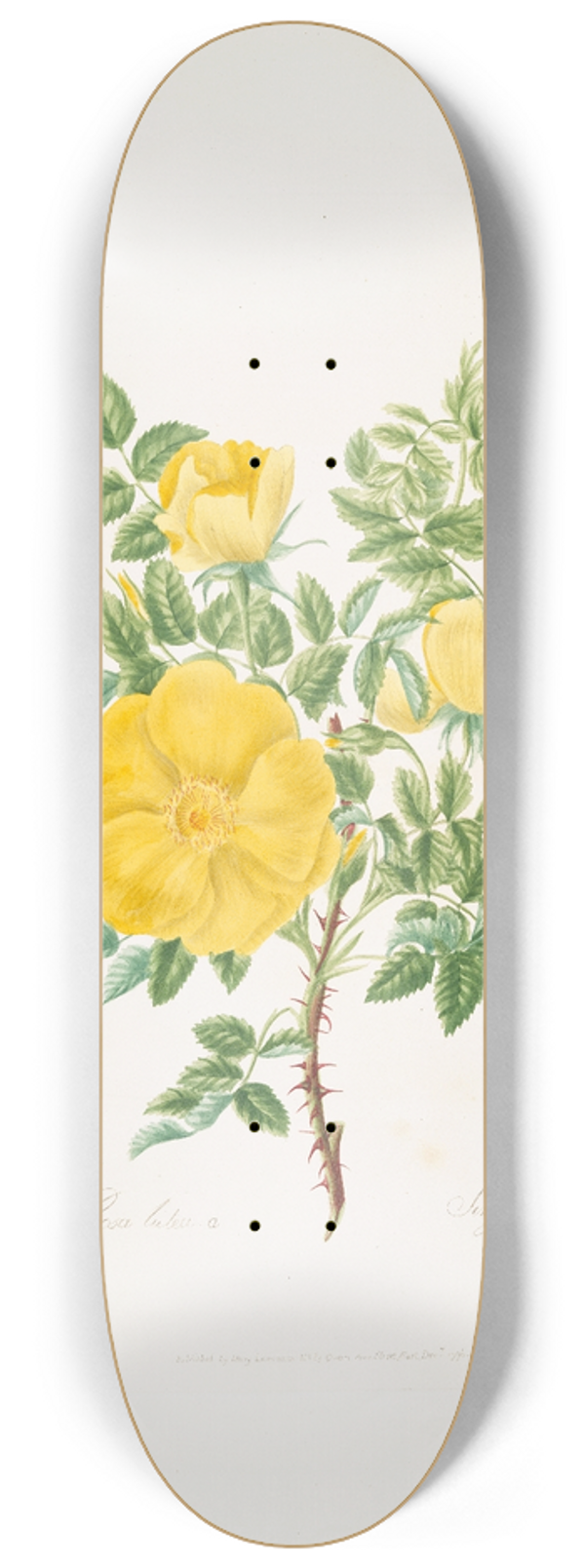 Mary Lawrance - Rosa lutea 8.25 inch art skate deck