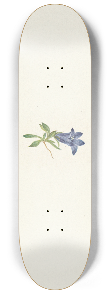 Mary Vaux Walcott - Alpine Harebell. Campanula lasiocarpa 8.25 inch art skate deck