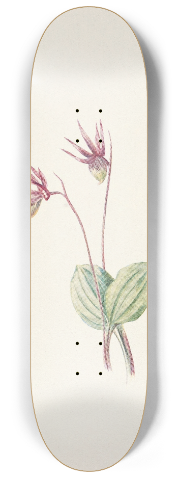 Mary Vaux Walcott - Calypso. Cytherea bulbosa 8.25 inch art skate deck