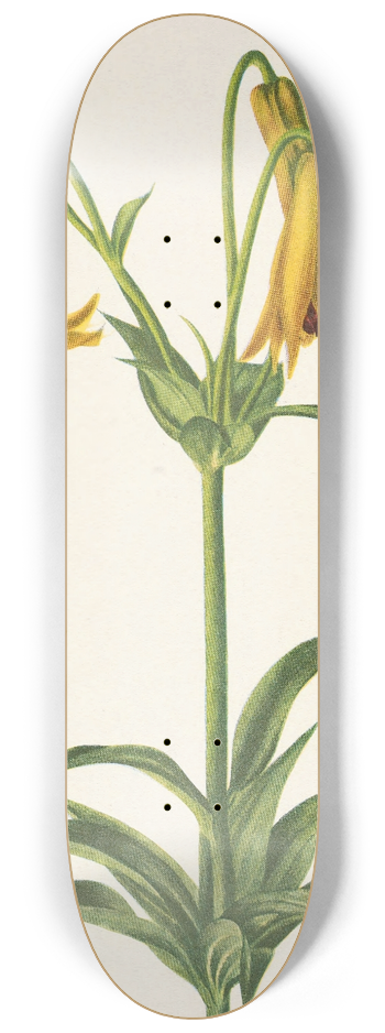 Mary Vaux Walcott - Canada Lily. Lilium canadense 8.25 inch art skate deck