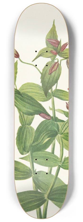 Mary Vaux Walcott - Lewis Monkeyflower. Mimulus lewisii 8.25 inch art skate deck