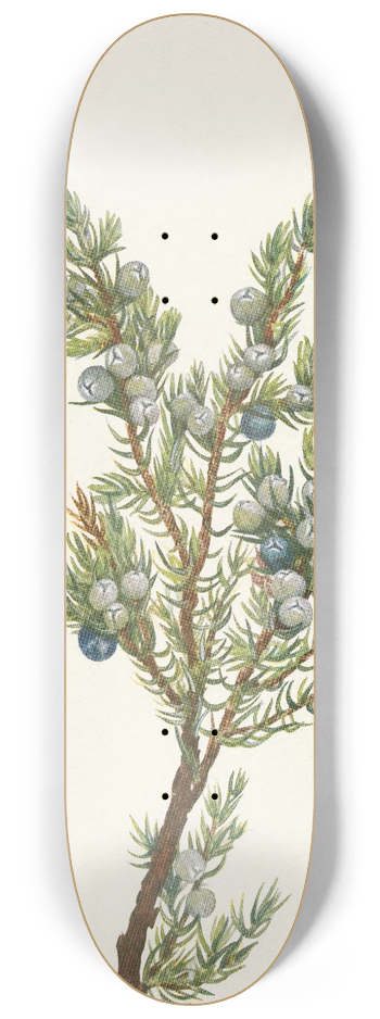 Mary Vaux Walcott - Mountain Juniper. Juniperus sibirica 8.25 inch art skate deck