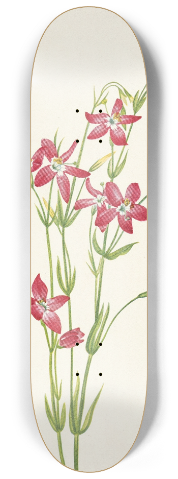 Mary Vaux Walcott - Pink Centaurium. Centaurium venustum 8.25 inch art skate deck