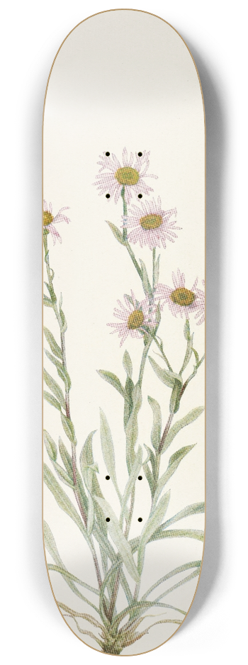 Mary Vaux Walcott - Pink Fleabane. (Erigeron caespitosus) 8.25 inch art skate deck