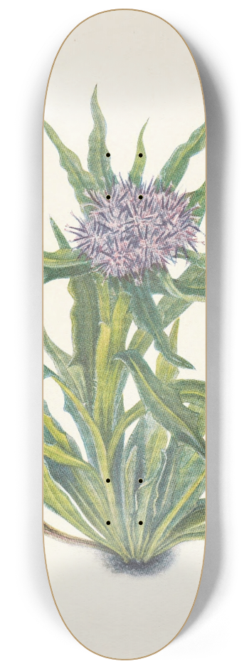 Mary Vaux Walcott - Saussurea. Saussurea densa 8.25 inch art skate deck