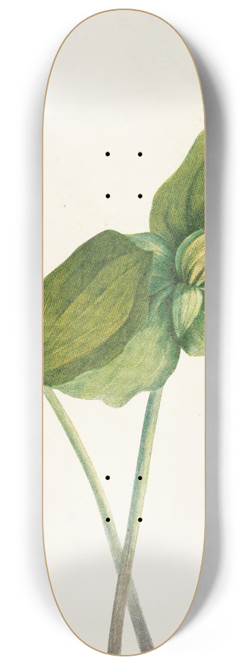 Mary Vaux Walcott - Toad Trillium. (Trillium sessile) 8.25 inch art skate deck
