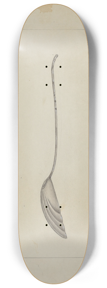 Anthony Zuccarello - Two Silver Sugar Spoons 8.25 inch art skate deck