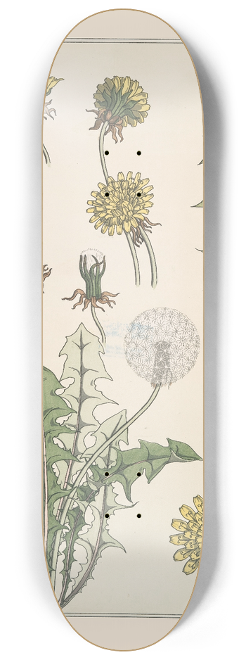 Maurice Pillard Verneuil - Pissenlit 8.25 inch art skate deck