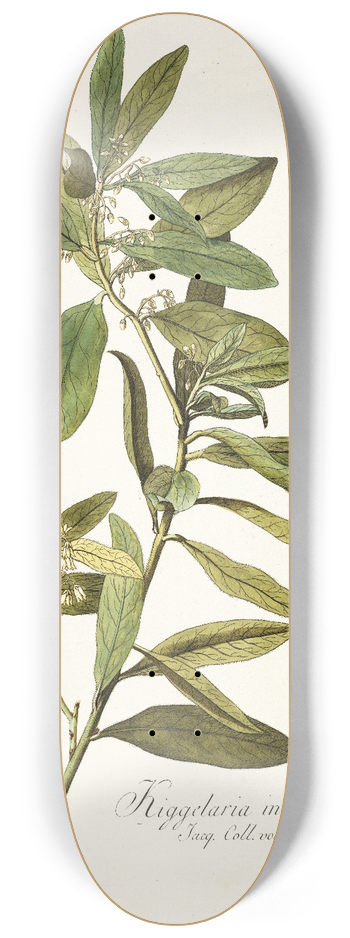 Nikolaus Joseph Freiherr von Jacquin - Kiggelaria integrifolia 8.25 inch art skate deck