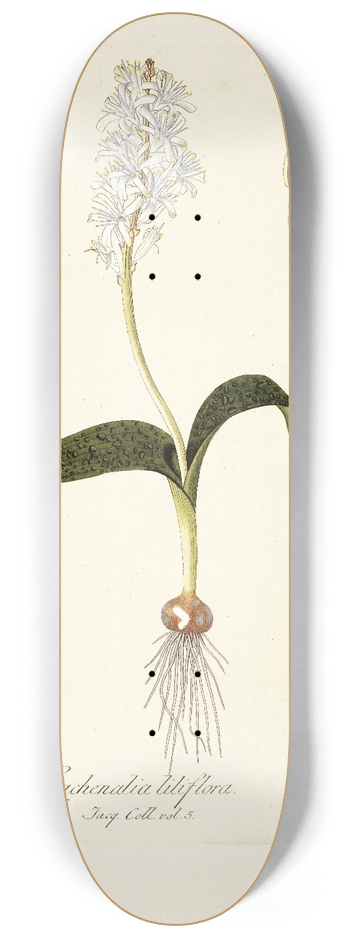 Nikolaus Joseph Freiherr von Jacquin - Lachenalia liliflora 8.25 inch art skate deck