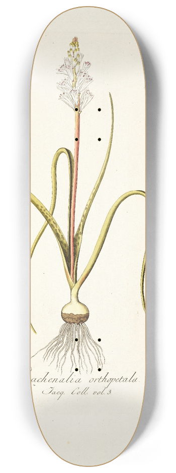 Nikolaus Joseph Freiherr von Jacquin - Lachenalia orthopetala 8.25 inch art skate deck