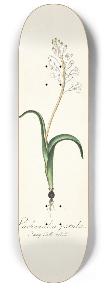 Nikolaus Joseph Freiherr von Jacquin - Lachenalia patula 8.25 inch art skate deck