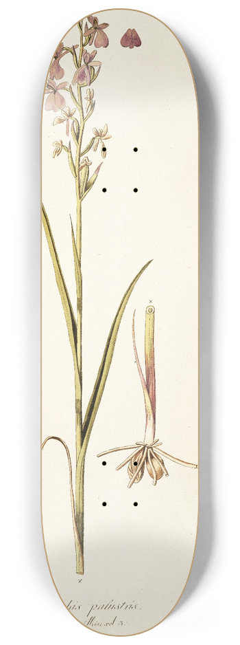 Nikolaus Joseph Freiherr von Jacquin - Orchis palustris 8.25 inch art skate deck