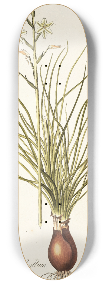 Nikolaus Joseph Freiherr von Jacquin - Ornithogalum polyphyllum 8.25 inch art skate deck