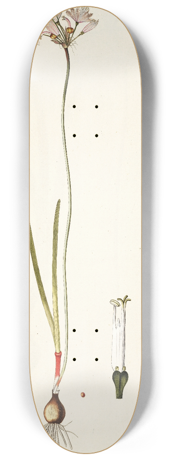 Nikolaus Joseph Freiherr von Jacquin - Strumaria angustifolia 8.25 inch art skate deck