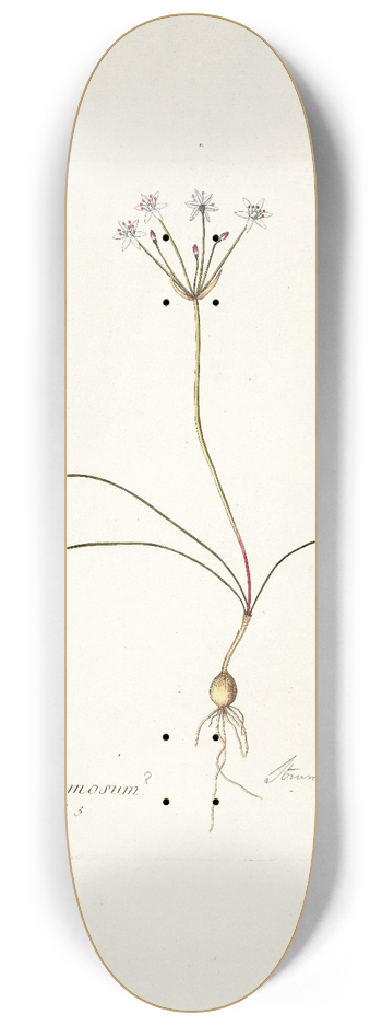 Nikolaus Joseph Freiherr von Jacquin - Strumaria filifolia 8.25 inch art skate deck