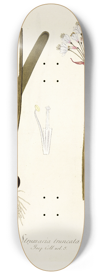 Nikolaus Joseph Freiherr von Jacquin - Strumaria truncata 8.25 inch art skate deck