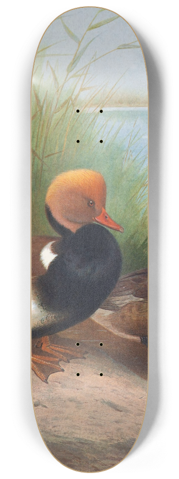 Otto Murray Dixon - Red-Crested Pochard 8.25 inch art skate deck