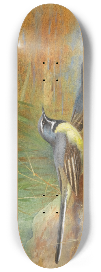 Archibald Thorburn - 5 Grey Wagtails 8.25 inch art skate deck