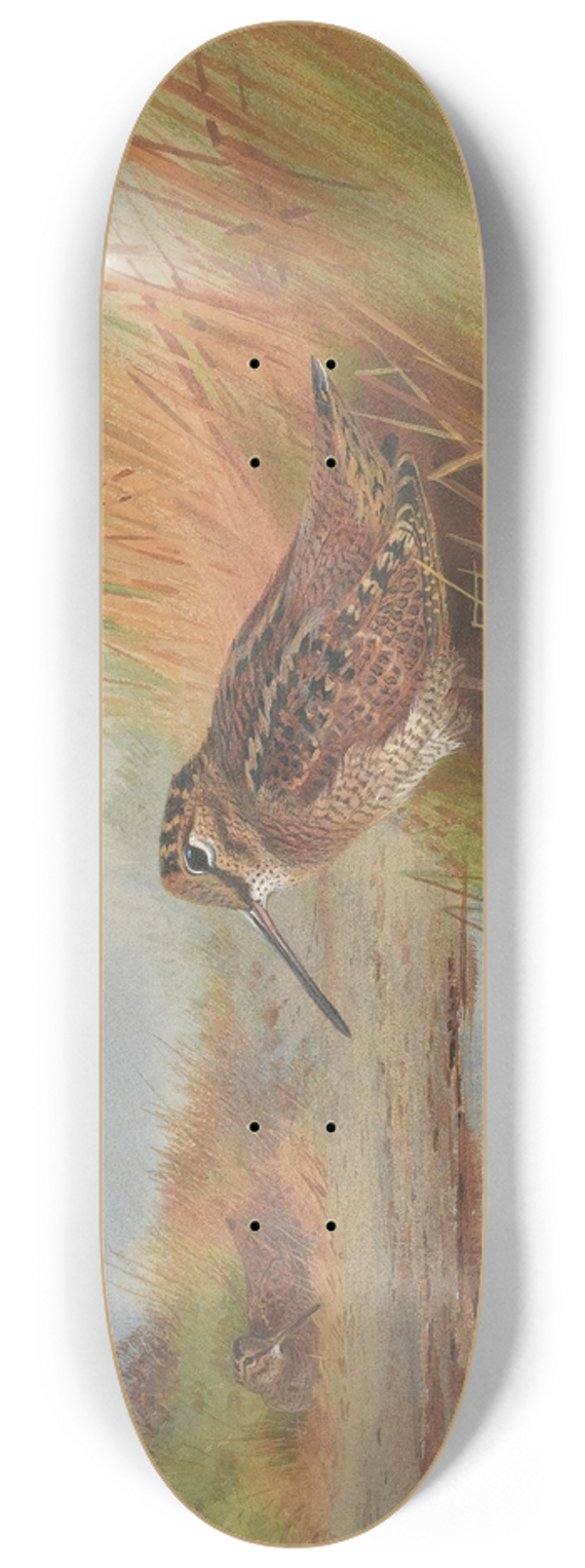 Archibald Thorburn - A Woodcock 8.25 inch art skate deck