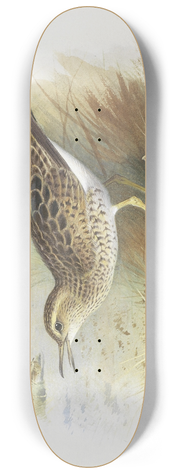 Archibald Thorburn - Bartrams Plover 8.25 inch art skate deck