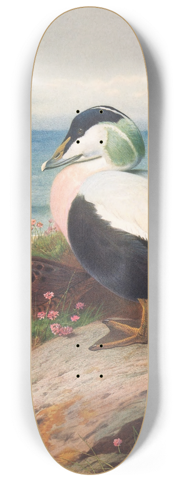Archibald Thorburn - Eider Duck 8.25 inch art skate deck