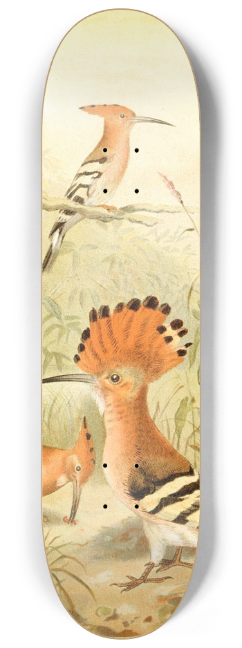 Pierre Jacques Smit - Hoopoes 8.25 inch art skate deck