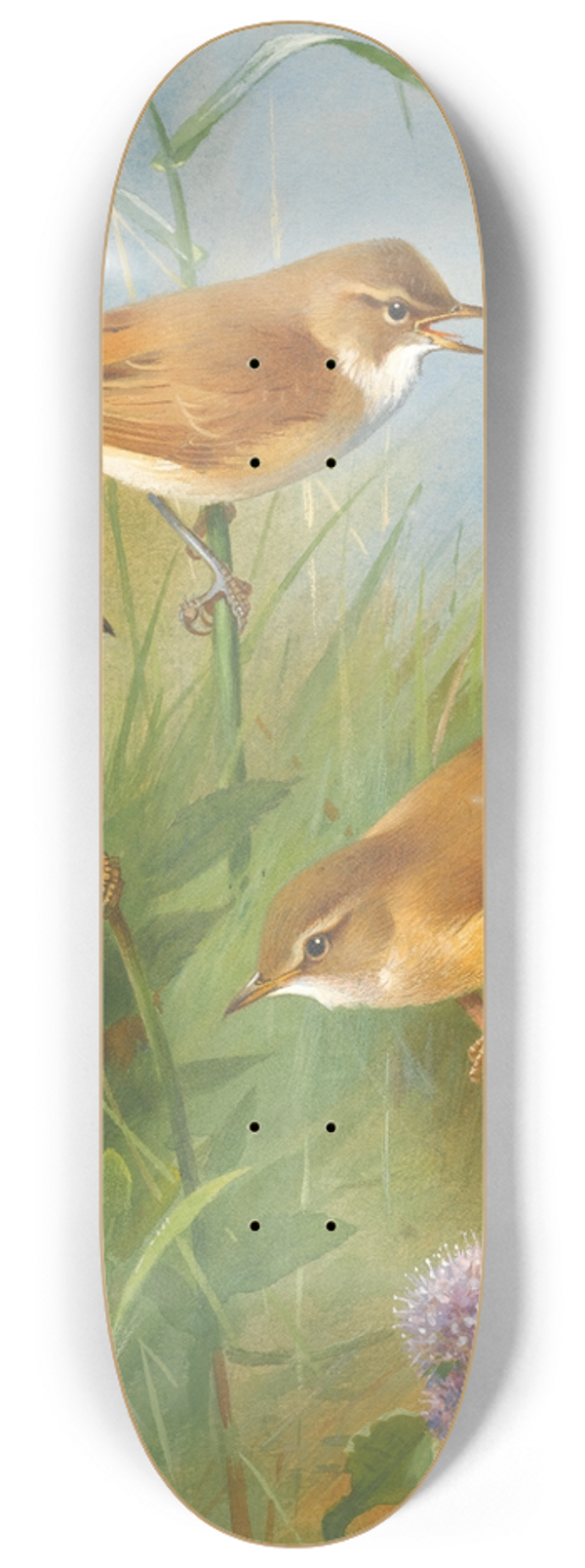 Archibald Thorburn - Sedge Warbler, Reed Warbler Andmarsh Warbler 8.25 inch art skate deck