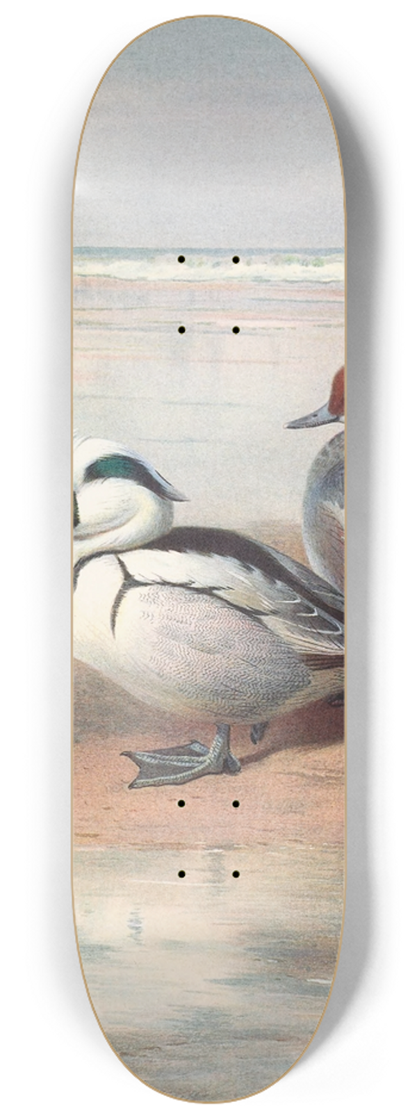 Archibald Thorburn - Smew 8.25 inch art skate deck