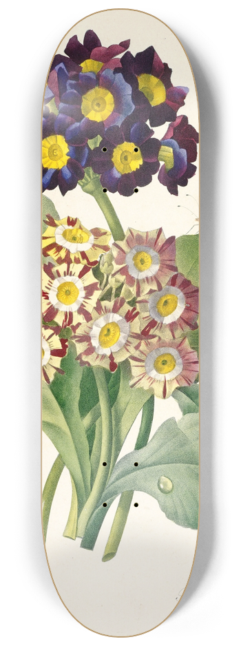 Pierre Joseph Redout - Primula auricula (Primroses) 8.25 inch art skate deck