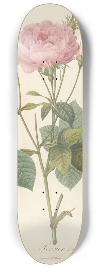 Pierre Joseph Redout - Rosa Gallica Granatus 8.25 inch art skate deck