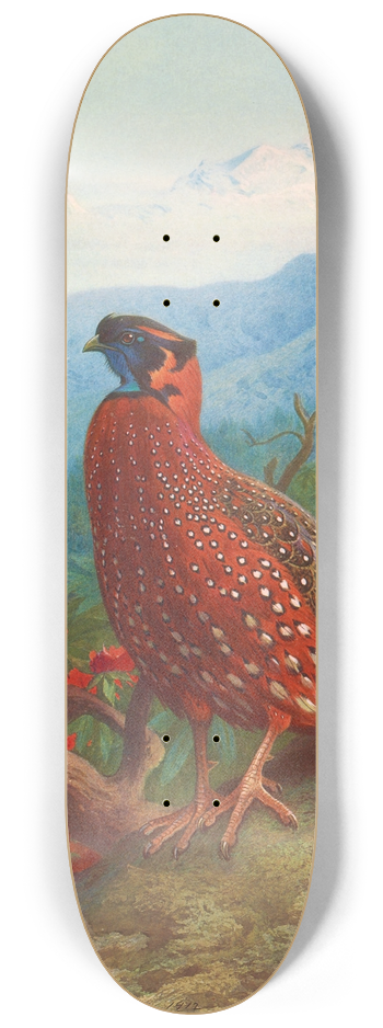 Archibald Thorburn - The Satyr Tragopan 8.25 inch art skate deck