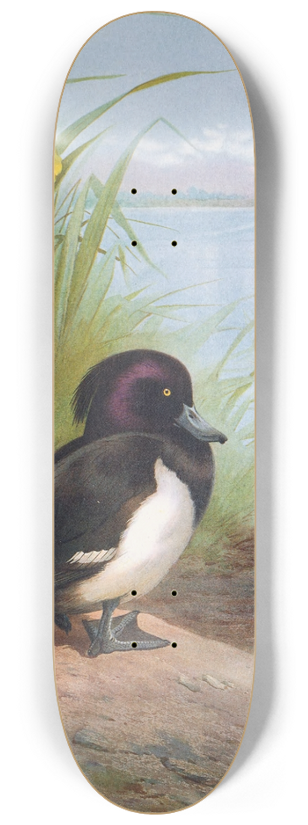 Archibald Thorburn - Tufted Duck 8.25 inch art skate deck