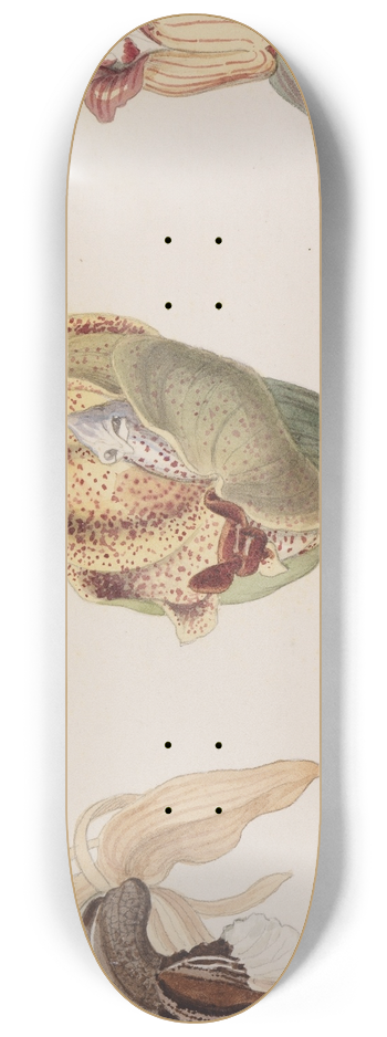 Adolf Schrdter  - Drei verschiedene Orchideenblten 8.25 inch art skate deck