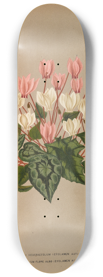 Arentina Hendrica Arendsen - Cyclamen Hederaefolium (Cyclamen Autumnale ) 8.25 inch art skate deck