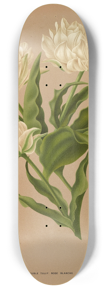 Arentina Hendrica Arendsen - Double Tulip. Ros Blanche. 8.25 inch art skate deck