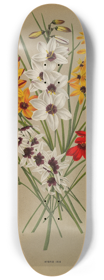 Arentina Hendrica Arendsen - Hybrid Ixia 8.25 inch art skate deck